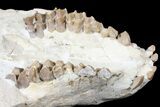Oreodont (Merycoidodon) Partial Skull - Wyoming #123182-3
